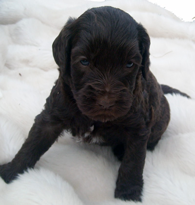 future litters image